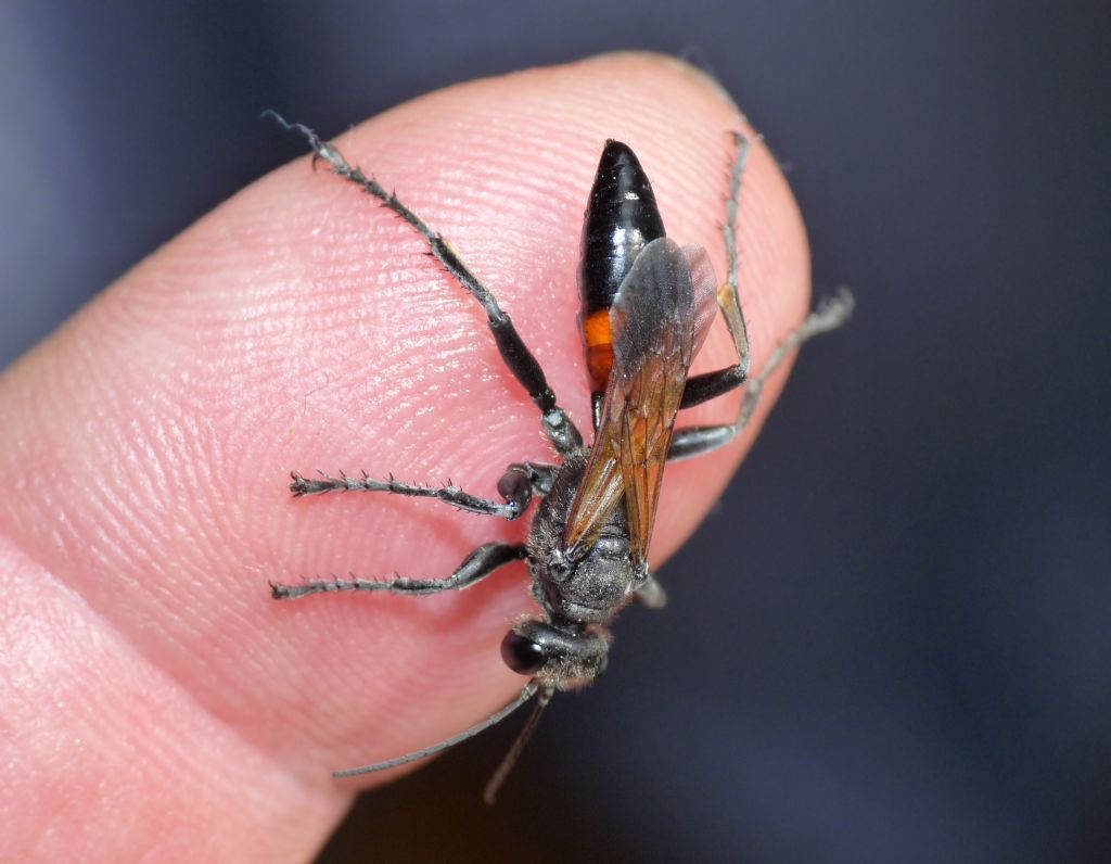 Sphecidae nei cui nidi pi larve condividono la stessa preda